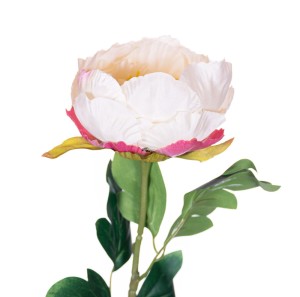 Peonia piwonia kremowa gałązka 68cm