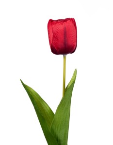 Tulipan czerwony gałązka