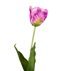 Tulipan fioletowy gałązka