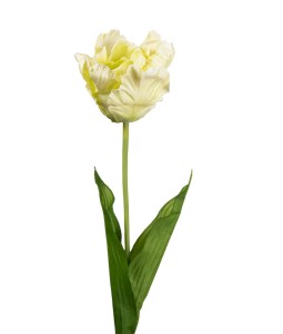 Tulipan zielony gałązka