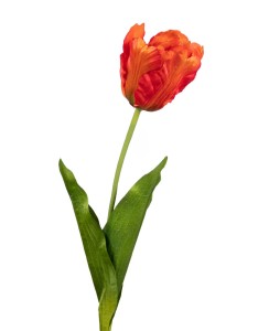 Tulipan pomarańczowy gałązka