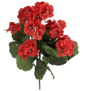 Pelargonia czerwona