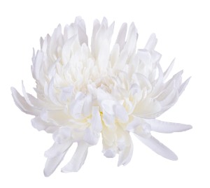 Chryzantema KRAB kremowa główka 6 sztuk