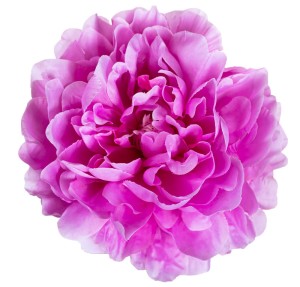 Peonia główka różowo fioletowa