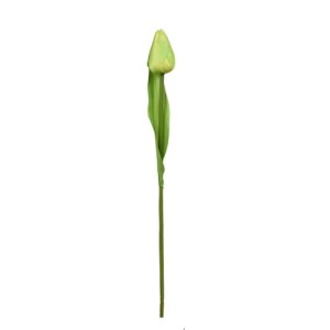 Tulipan gałązka zielona