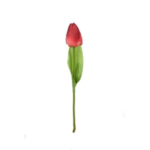 Tulipan gałązka czerwona