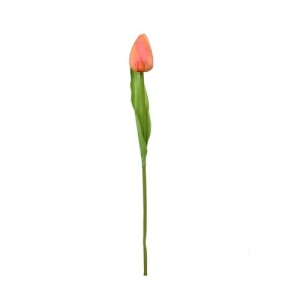 Tulipan gałązka pomarańczowa