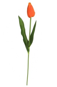 Tulipan ołówkowy gałązka pomarańczowy