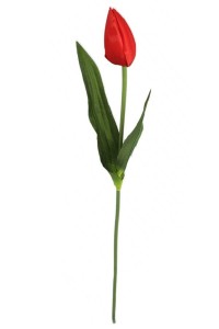 Tulipan ołówkowy gałązka czerwony