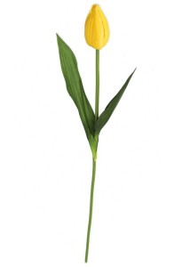 Tulipan ołówkowy gałązka żółty