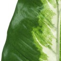 40806_57504