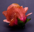 40826_58019