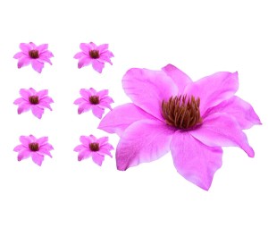 Clematis główka fioletowa 6 SZTUK