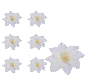 Clematis główka kremowa 6 SZTUK