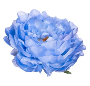 Peonia główka niebieska
