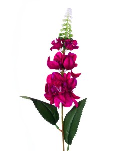 Lewkonia purpurowa gałązka 60cm