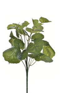 Pelargonia bukiet liści