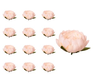 Peonia główka kremowa 12 SZTUK