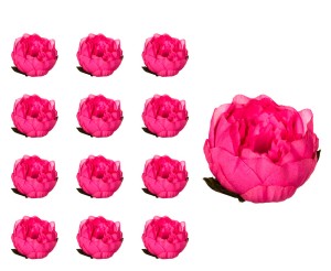 Peonia główka ciemno różowa 12 SZTUK