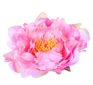 Peonia główka różowa