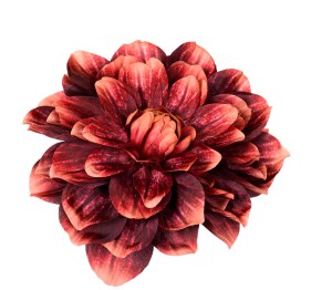 Dalia główka bordowo kremowa