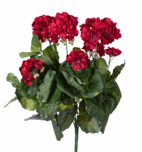 Pelargonia czerwona